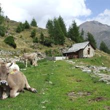 Sì alle mozioni sulla zootecnia e scuole aperte